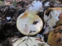 Amanita calyptroderma image