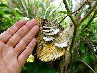 Schizophyllum commune image