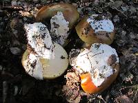 Amanita calyptroderma image