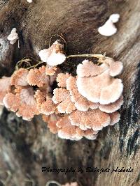 Schizophyllum commune image