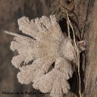 Schizophyllum commune image