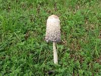 Coprinus comatus image