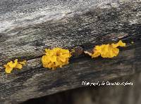 Tremella aurantia image