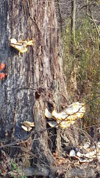 Laetiporus sulphureus image