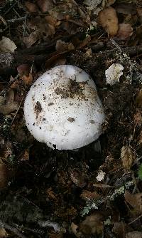 Amanita ocreata image