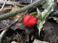 Leratiomyces erythrocephalus image