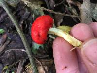 Leratiomyces erythrocephalus image