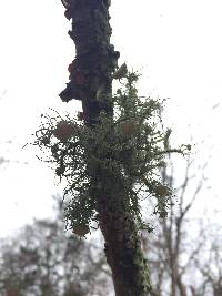 Usnea strigosa image