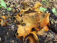Omphalotus olivascens image