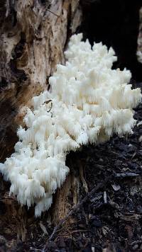 Hericium americanum image