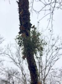 Usnea strigosa image