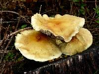 Hypholoma fasciculare image