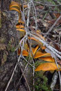 Omphalotus olivascens image