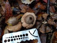 Geastrum saccatum image