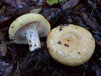 Lactarius alnicola image