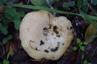 Lactarius alnicola image