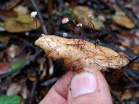 Marasmius quercophilus image