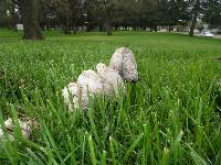 Coprinus comatus image