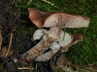 Armillaria mellea image