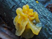 Tremella mesenterica image