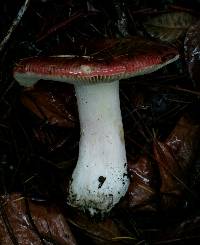 Russula xerampelina image