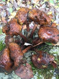 Omphalotus illudens image