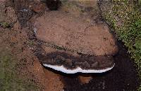 Ganoderma brownii image