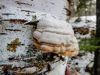 Fomes fomentarius image