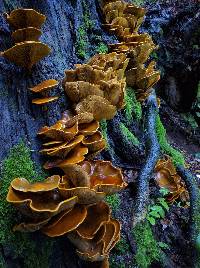 Omphalotus olivascens image