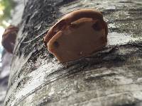 Fomes fomentarius image