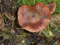 Armillaria mellea image