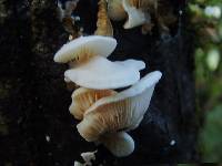 Pleurotus ostreatus image