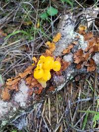 Tremella aurantia image