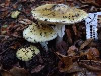 Amanita phalloides image