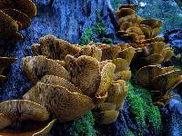 Omphalotus olivascens image