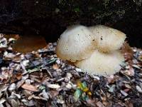 Pleurotus ostreatus image