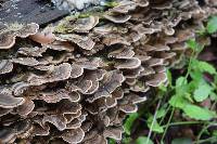 Trametes versicolor image