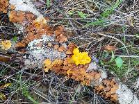 Tremella aurantia image