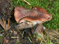 Armillaria mellea image