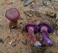 Laccaria amethysteo-occidentalis image