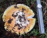 Amanita calyptroderma image