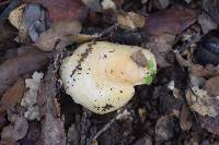 Lactarius alnicola image