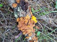 Tremella aurantia image