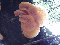 Pleurotus ostreatus image