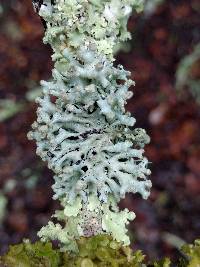 Hypogymnia tubulosa image