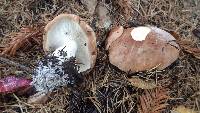 Leucopaxillus gentianeus image