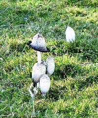 Coprinus comatus image