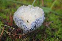 Lactarius indigo image