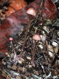 Mycena purpureofusca image