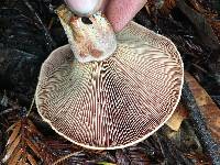 Lactarius rubrilacteus image